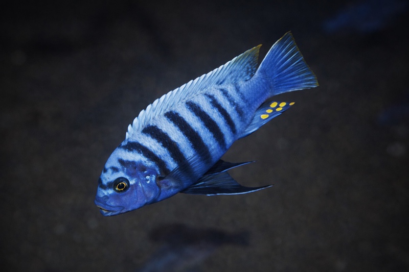 Maylandia fainzilberi 'Magunga'